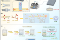 清华大学王涛教授团队：通过微流体和快速环境压力干燥高效制备形状良好的单分散二氧化硅气凝胶微球