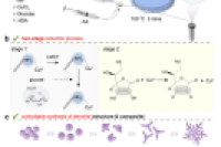 清华大学&华东理工大学&厦门理工学院：两阶段微流控策略制备高性能AuCu纳米枝晶，助力清洁氨生产