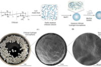 壳聚糖水凝胶微球！促进植物生长，抑制铬吸收
