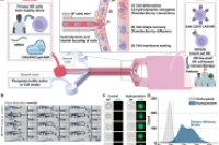 《Advanced Science》：微流控基因递送平台，推动同种异体NK细胞疗法革新