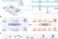 Adv. Funct. Mater.：基于透明氧化铝陶瓷微流控芯片实现小鼠卵母细胞的片上低温保存